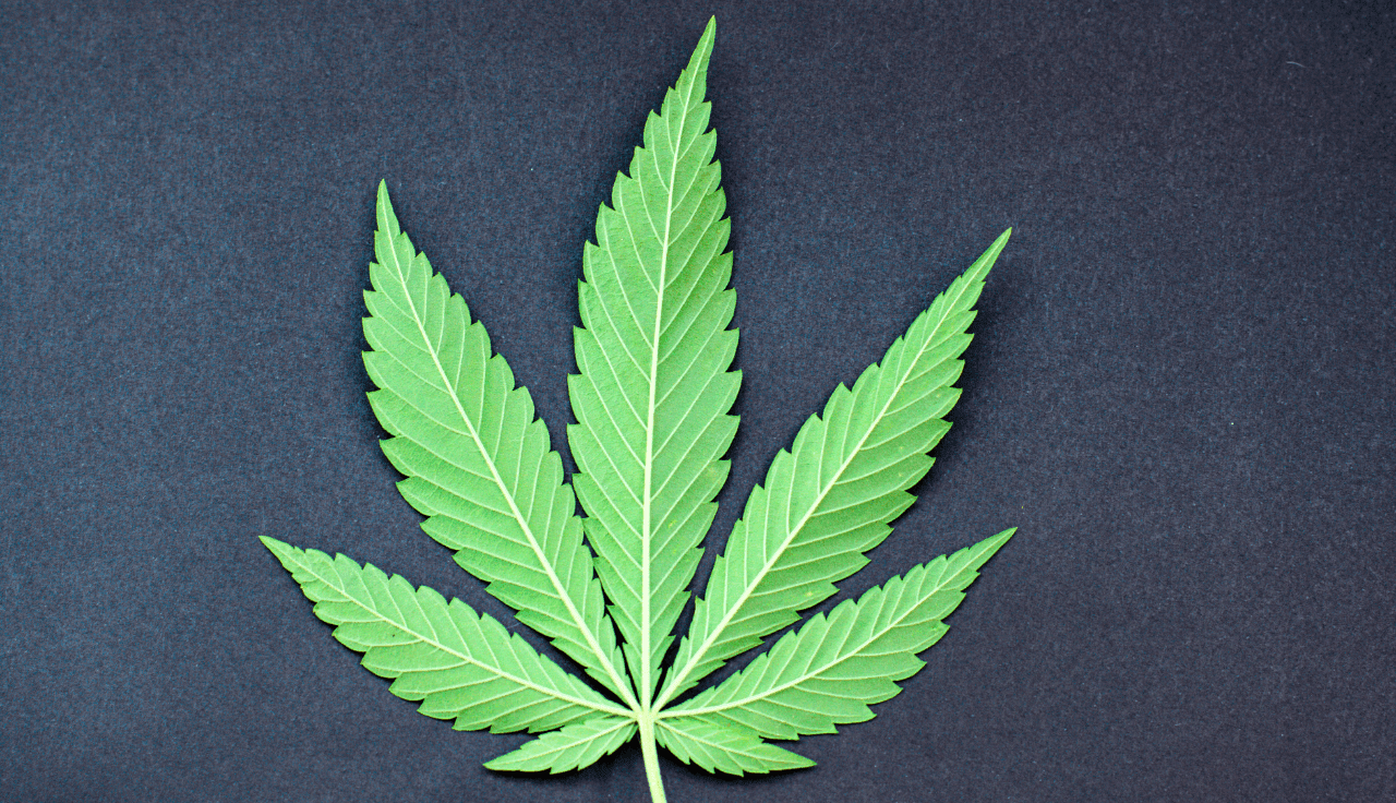 grĂĽne Cannabis Pflanze