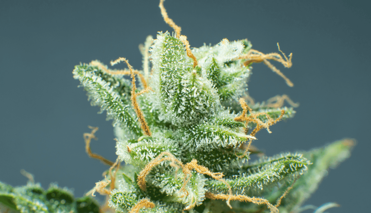 grĂĽne Cannabis Pflanze